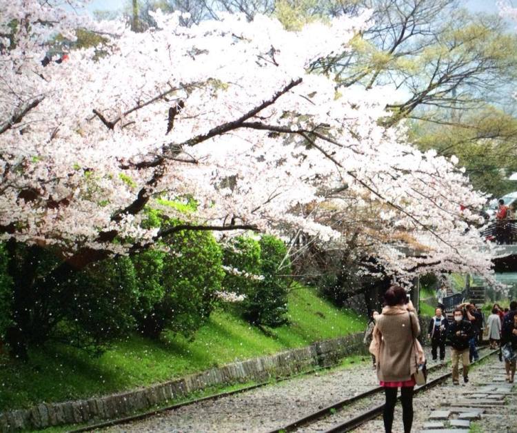 missnancyelle_kyoto_sakura